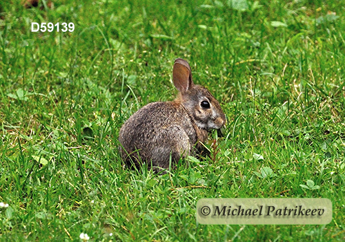 Eastern Cottontail (Sylvilagus floridanus)